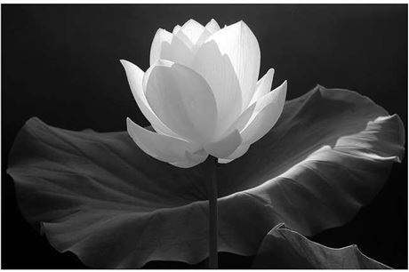 Hoa sen trắng đẹp như mơ là biểu tượng của sự trong sáng và thanh tịnh. Hình ảnh này mang lại cảm hứng cho những ai muốn tìm kiếm sự yên bình và sự đơn giản trong cuộc sống. Hãy xem hình ảnh đẹp của hoa sen trắng để cảm nhận sự thanh tịnh và trầm tĩnh trong tâm hồn.